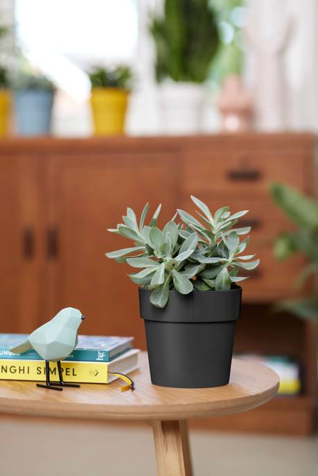 b.for original rond 25cm living noir